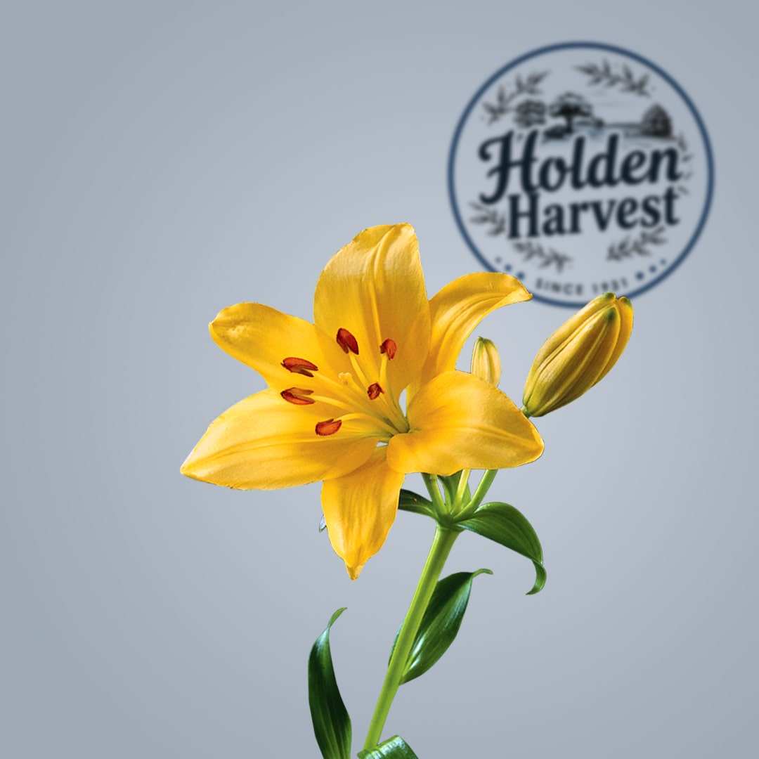lily-yellow